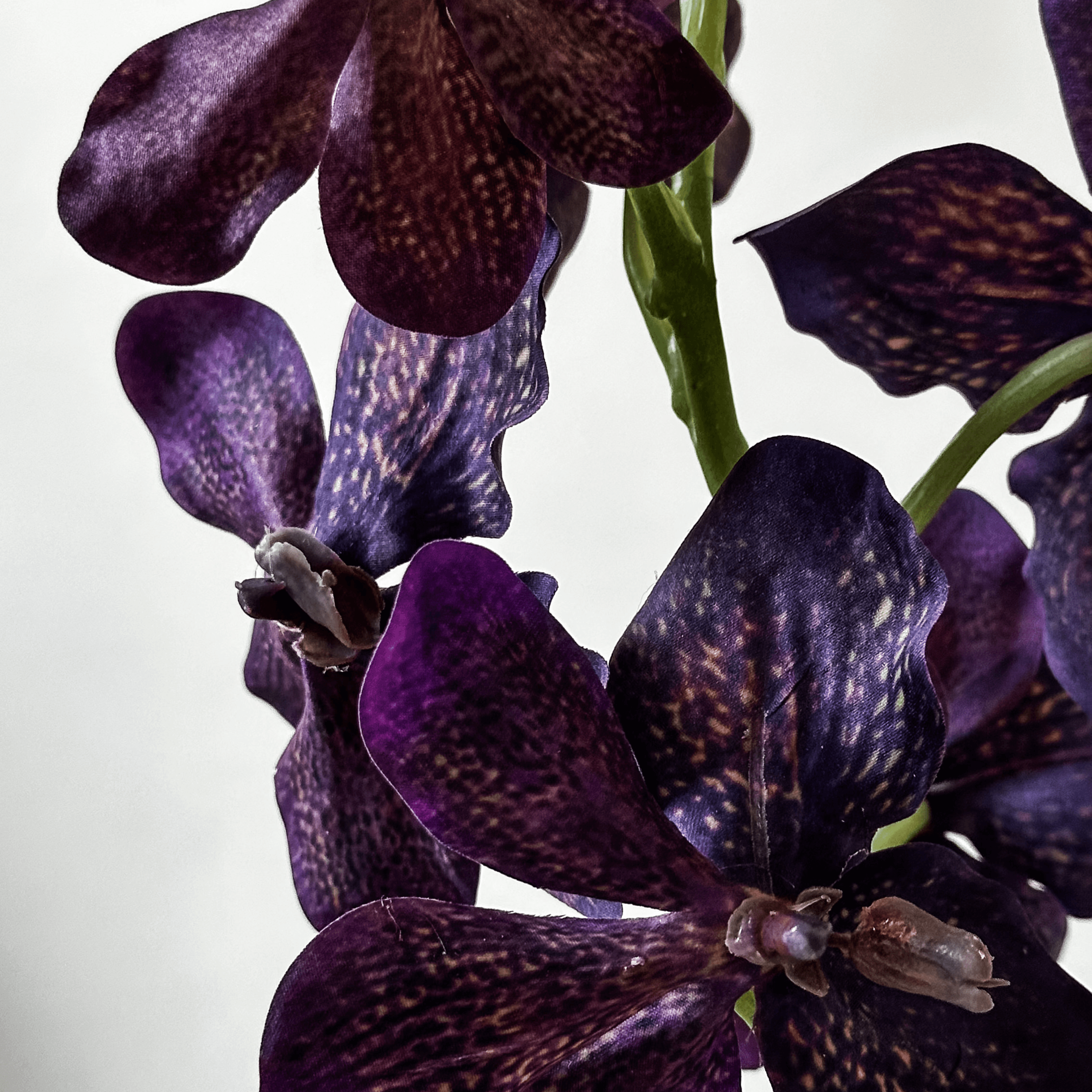 Orquidea Vanda miniatura 2