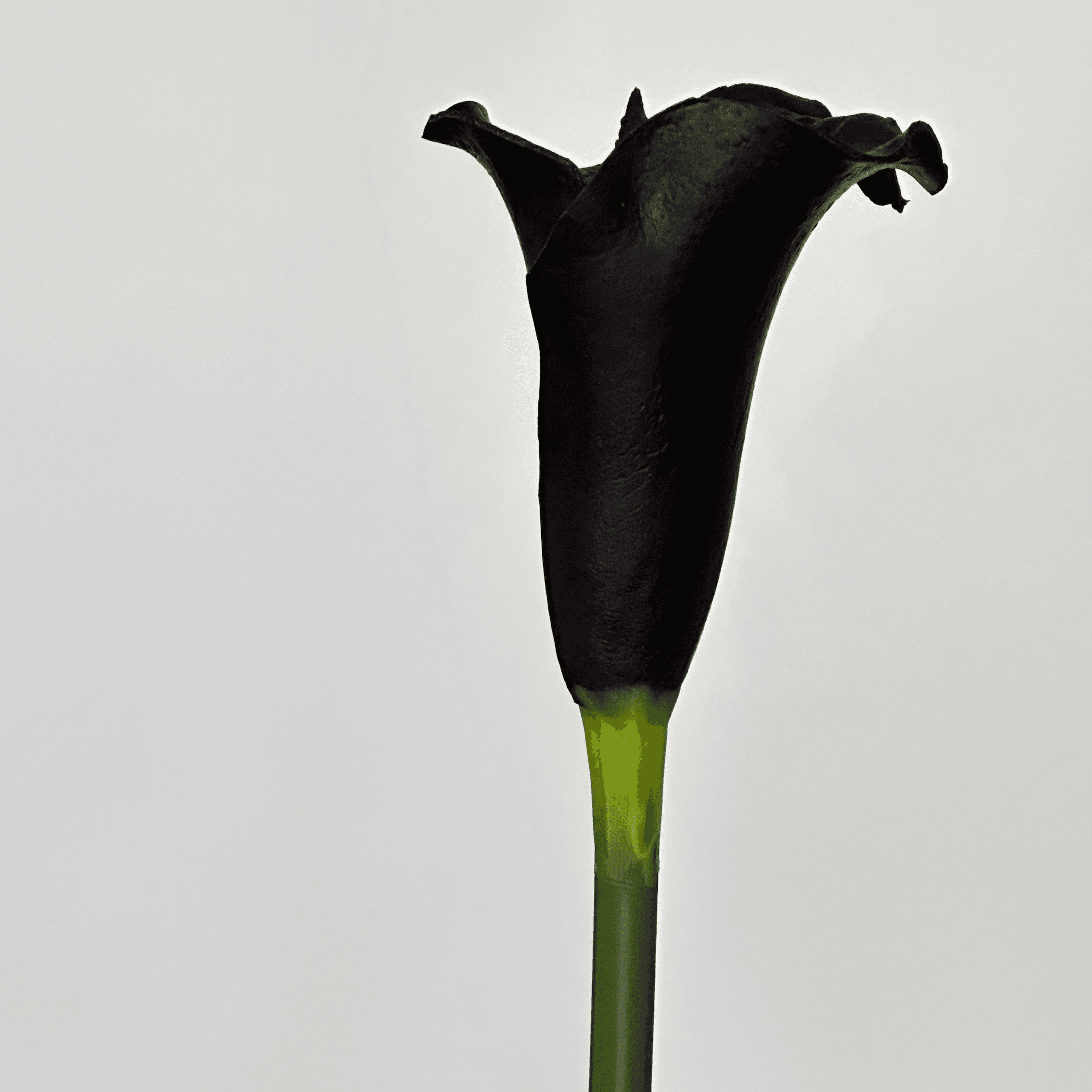 Copo de Leite Roxo Profundo miniatura 2