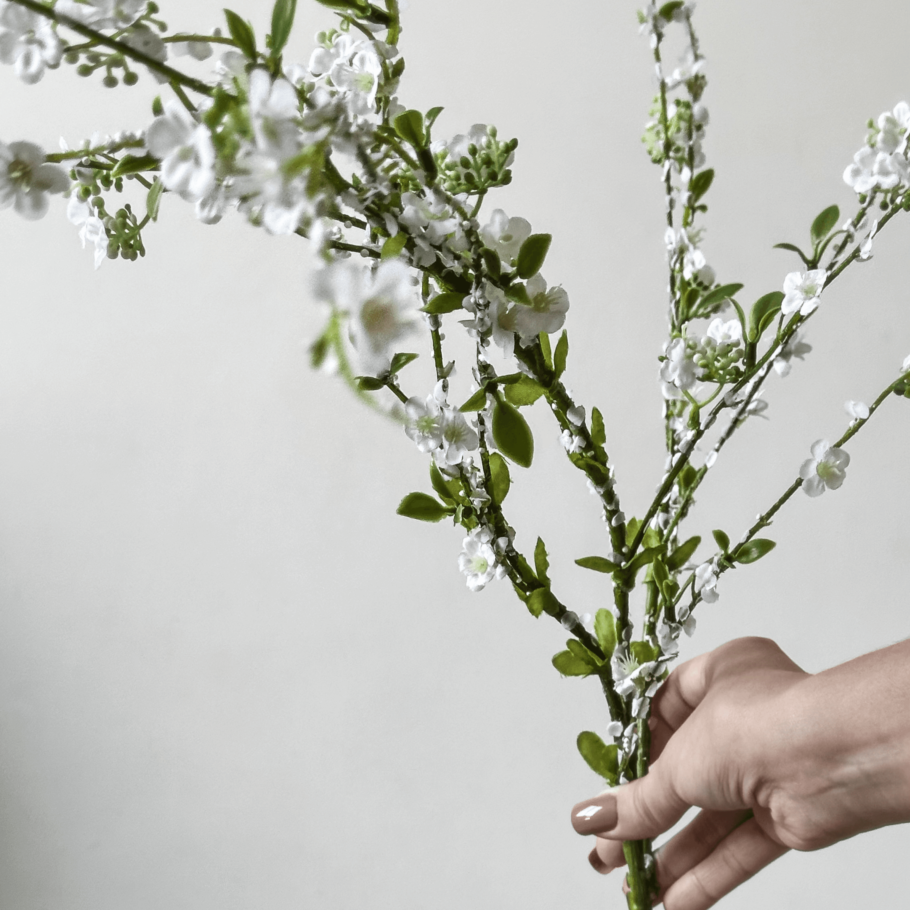 Fontanesia miniatura 2