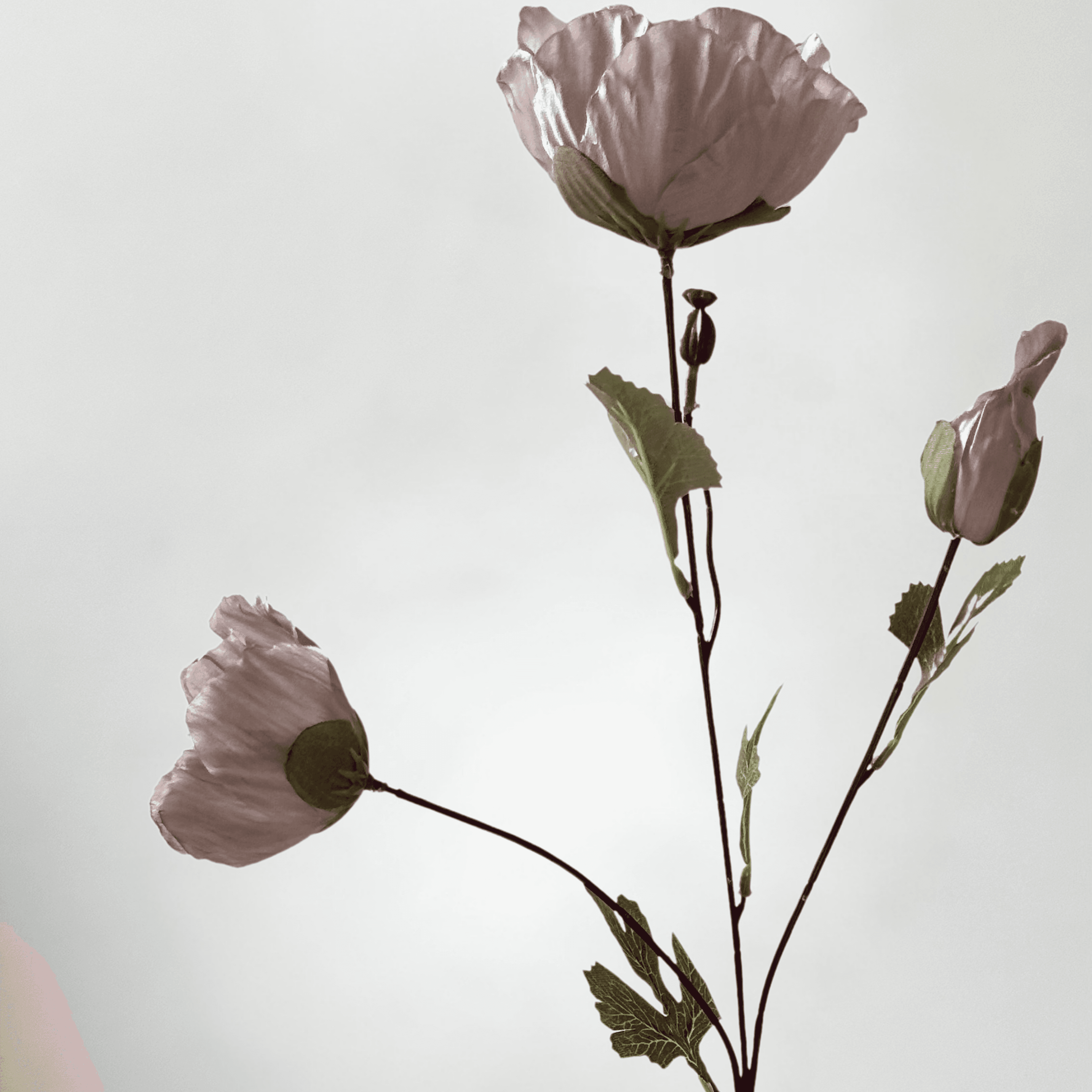 Papoula Rosa Empoeirado miniatura 2